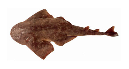 afric mare ocean s.r.l